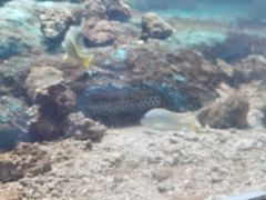 -北戴河圣蓝海洋公园