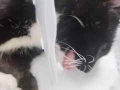 -纳吉亚猫专科动物诊疗中心(蒋宅口分院)