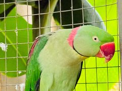 -大连森林动物园