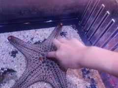 -暹罗海洋世界