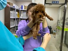 -德元·美联众合24小时动物医院(总院)