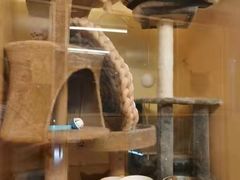 -Pets First伊珊娜洗护·精致美容·家庭式寄养(新会路店)