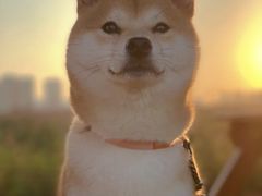 -萌宠之家·腊肠犬·马尔泰·小体犬舍