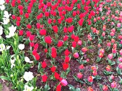 -上海鲜花港