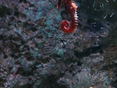 -暹罗海洋世界