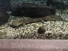 -上海海洋水族馆