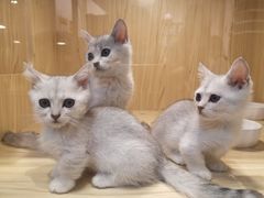 -屋虎猫馆(宝安大仟里店)