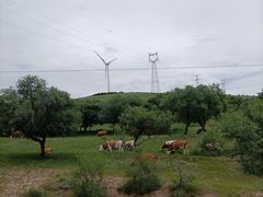 -塞罕坝国家级自然保护区