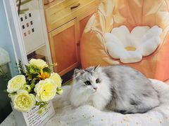 -爱洗澡的猫(望京店)