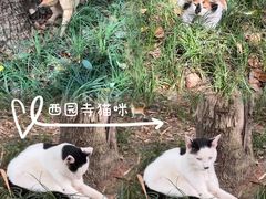 -西园戒幢律寺