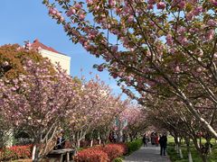 -高东镇樱花园