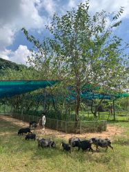 -阿菠萝小猪农场·萌宠乐园·亲子游·研学