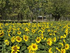 -汉长安城未央宫国家考古遗址公园