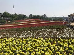 -大塘金香草谷