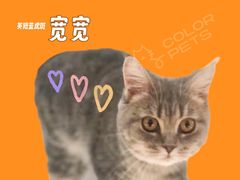 -COLOR PETS 撸猫馆·购猫·猫咖(长风大悦城店)