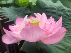 -陈家山荷花公园