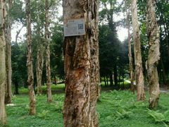 -南宁良凤江国家森林公园