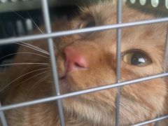 -萌兽医馆·宠物医院·猫骨科(创景店)