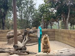 -森波拉奇妙世界