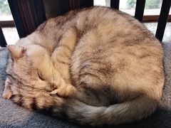 -more than meow吴止猫主题餐厅(承德 中船汇店)