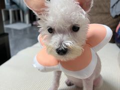 -宠瑞康动物医院