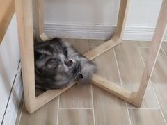 -李小姐の猫咖啡馆(五角场店)