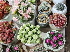 -桂林市花鸟市场