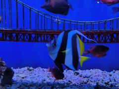 -太平洋海底世界