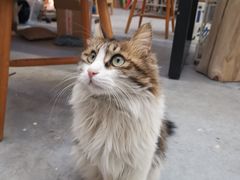 -有肉食·虎九闽菜(798艺术区店)