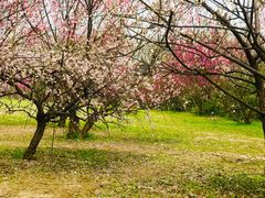 -蜀冈西峰生态公园