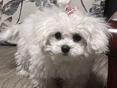 -FAELING PETS美天灵宠物(富力广场店)