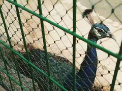 -武汉紫薇都市田园