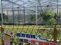 -菊园百果园