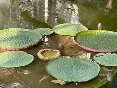 -国家植物园南园