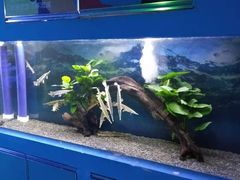 -沙沙哗啦海洋馆(华宇百花谷店)