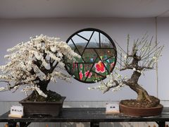 -香雪海
