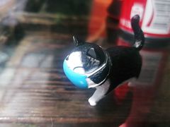 -喵屿·大理花园猫咖