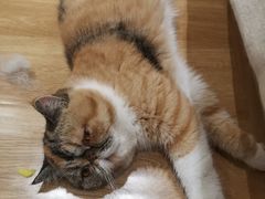 -滚猫咖啡·猫咖·猫友好撸猫(未来城店)