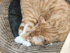 -滚猫咖啡·猫咖·猫友好撸猫(未来城店)