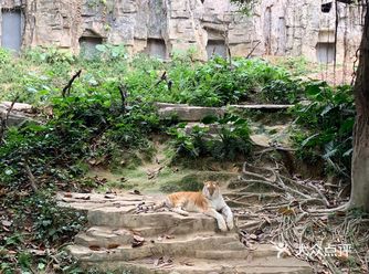 非常完美的一次游玩 长隆野生动物园真的适合老中青幼各