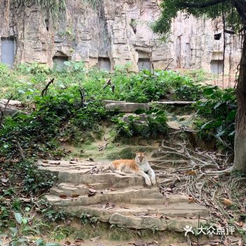 非常完美的一次游玩 长隆野生动物园真的适合老中青幼各