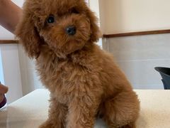 -艾贝尔宠物医院·24H转诊中心·肿瘤猫专科(江宁双龙店)