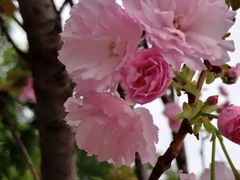 -观澜湖生态运动公社