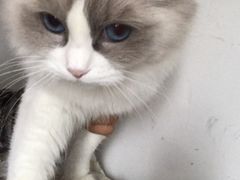 -中农国际动物医院24小时·猫科·骨科·急重症中心