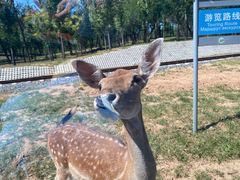 -秦皇岛野生动物园