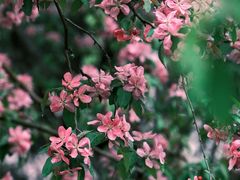 -海棠花溪(元大都城垣遗址公园)