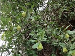 -黄陂区野村谷景区