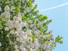 -重元寺香积厨素斋馆