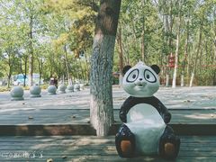 -合肥滨湖国家森林公园