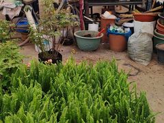 -龙大花卉苗木市场